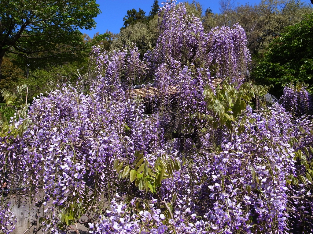 郷土民家園　藤の花