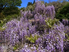 郷土民家園　藤の花