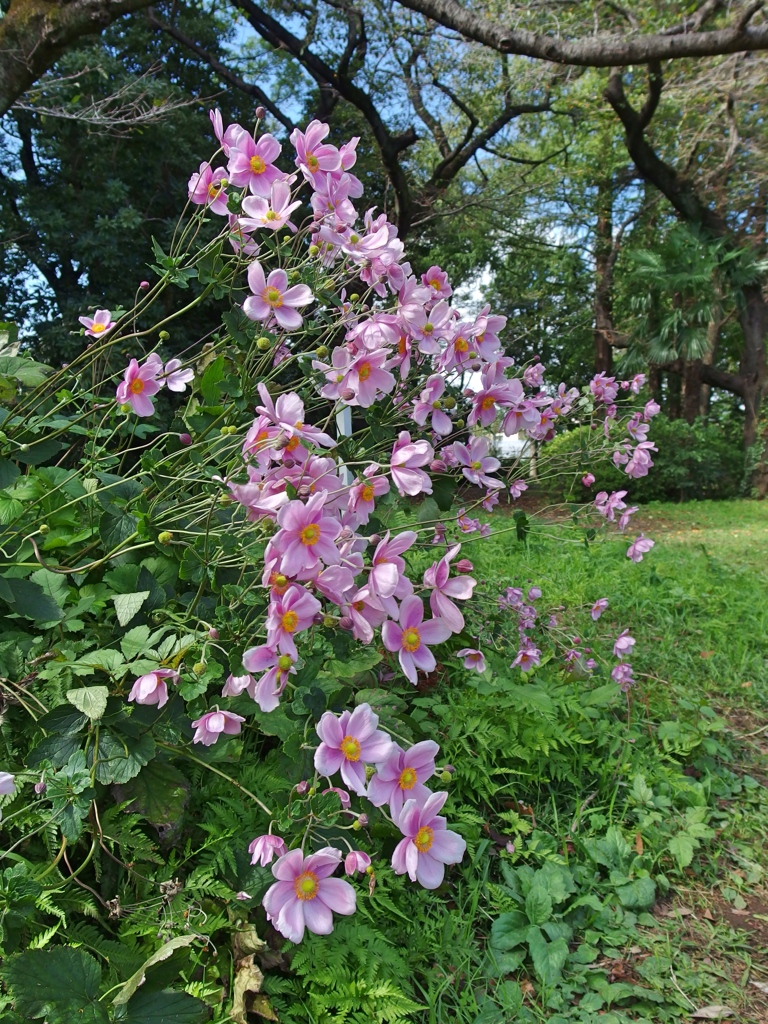 神代植物公園