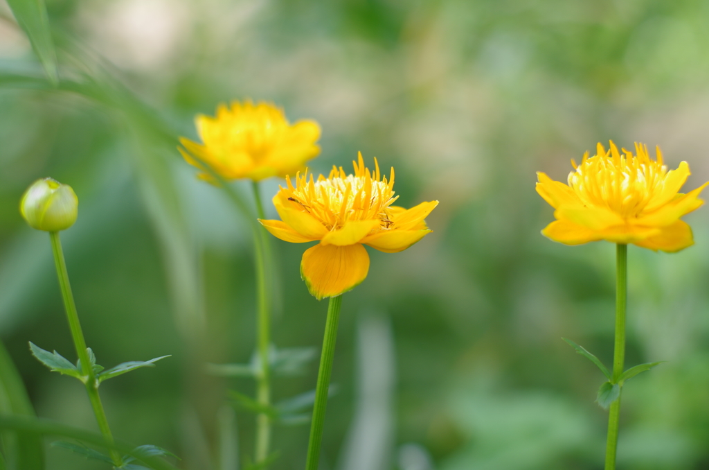 アカオローズガーデンの花