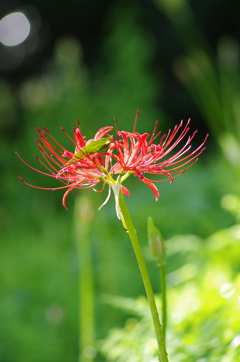 泉の森