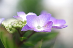 庭の紫陽花