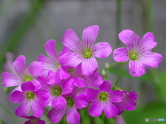 庭の花