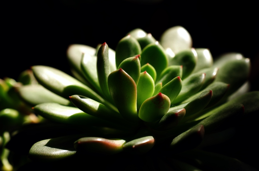 室内観葉植物