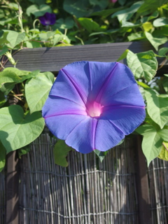 ベランダの朝顔