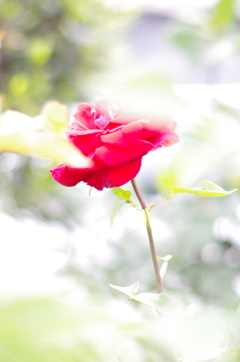 お気に入りのバラⅡ