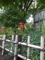 郷土民家園　彼岸花