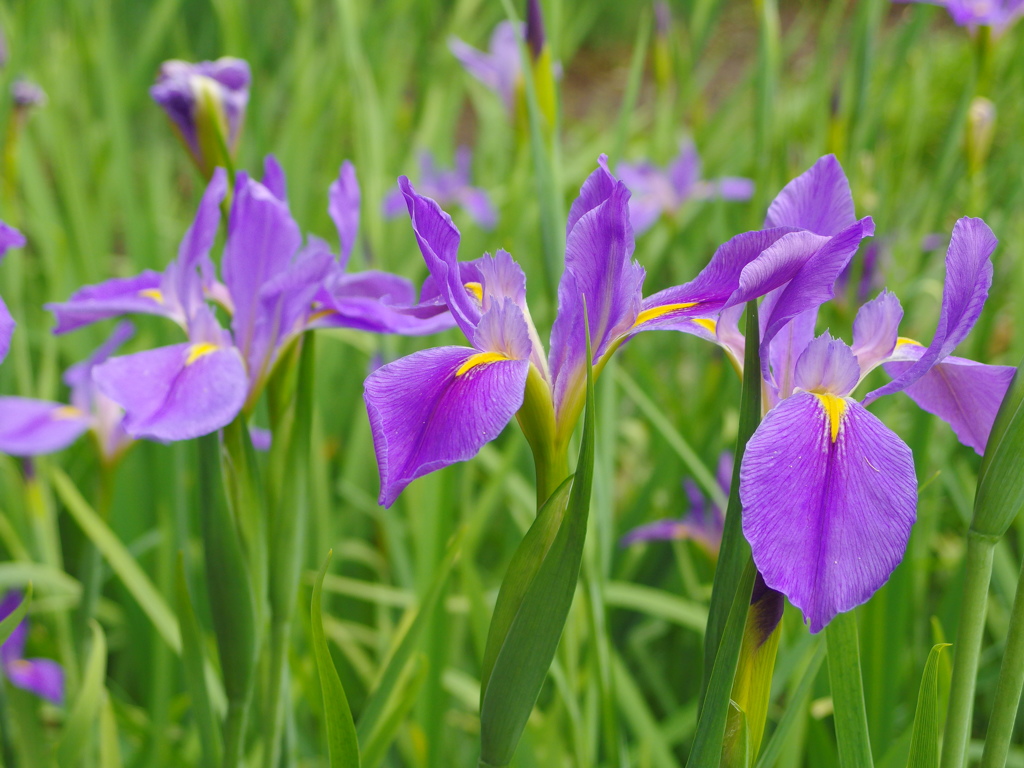 しらかしの池に咲くⅡ