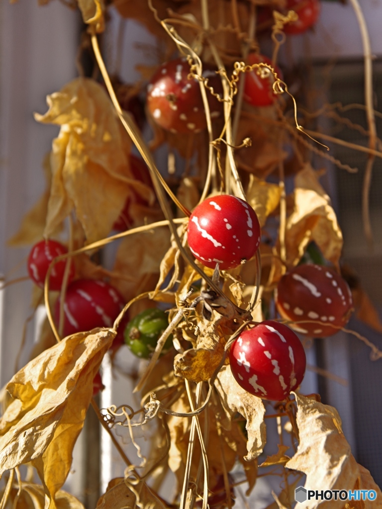 オキナワスズメウリ