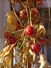 オキナワスズメウリ