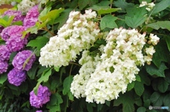 庭の花