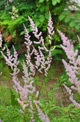 庭の花
