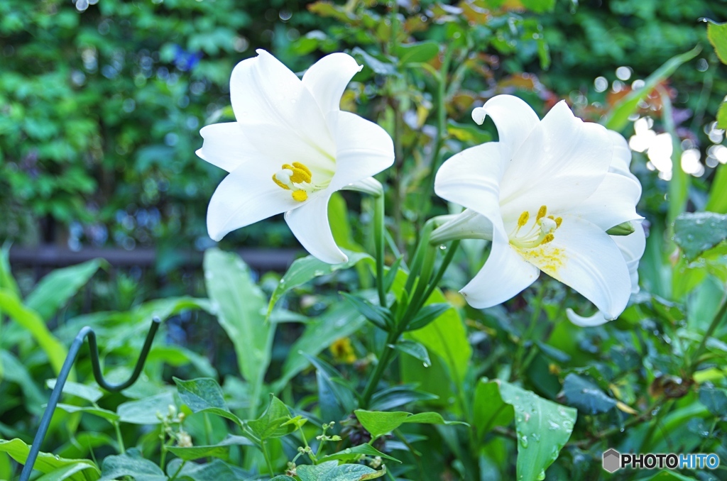 庭の花