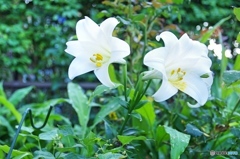 庭の花