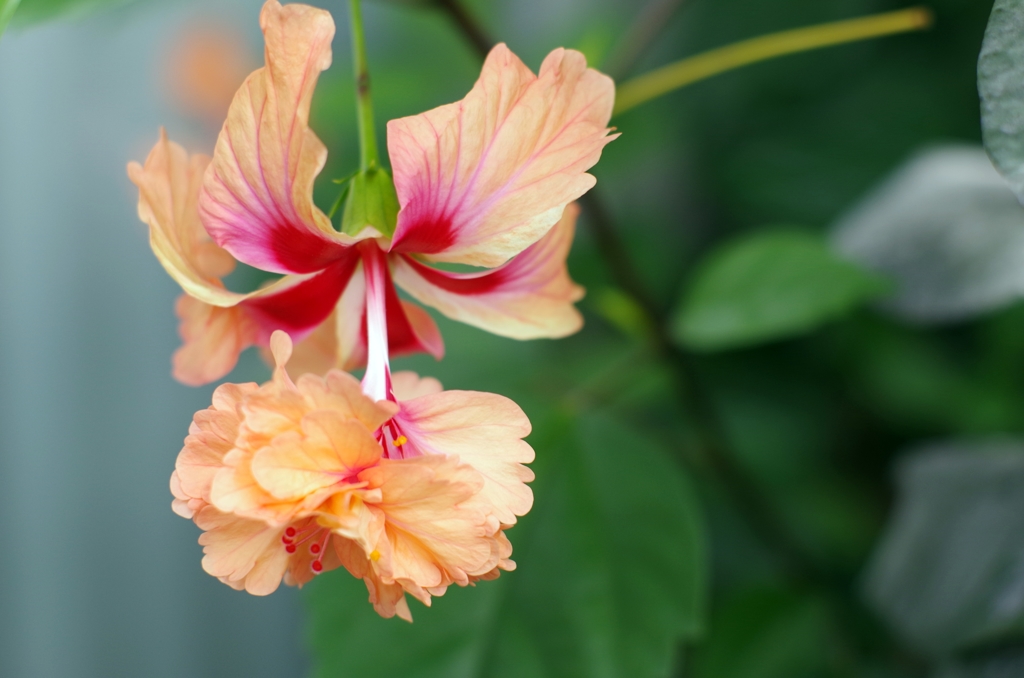 我が家のハイビスカス