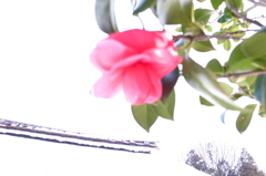 郷土民家園　椿