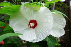 アメリカフヨウ