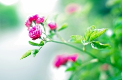 ツル薔薇