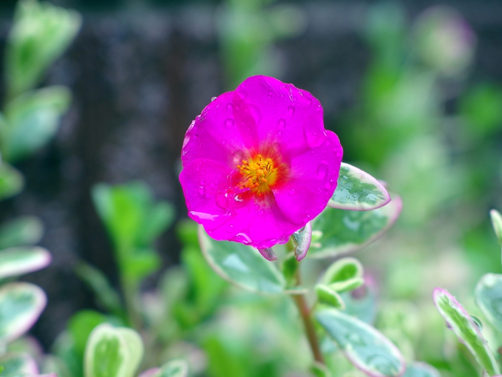 水滴のポーチュラカリア