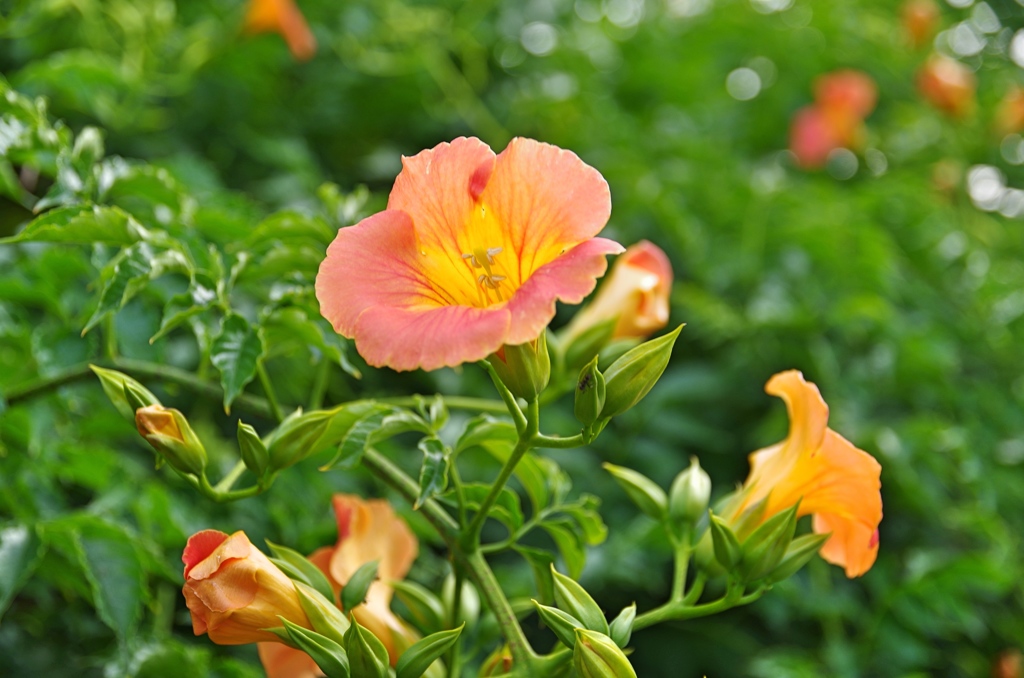 庭の花