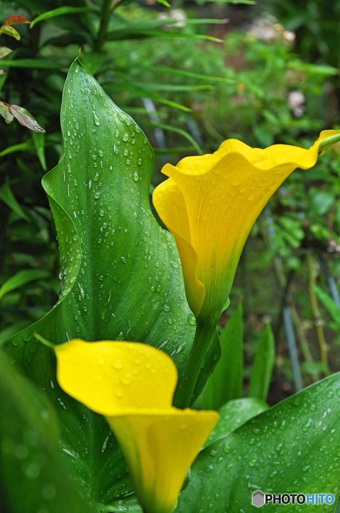 庭の花