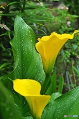 庭の花