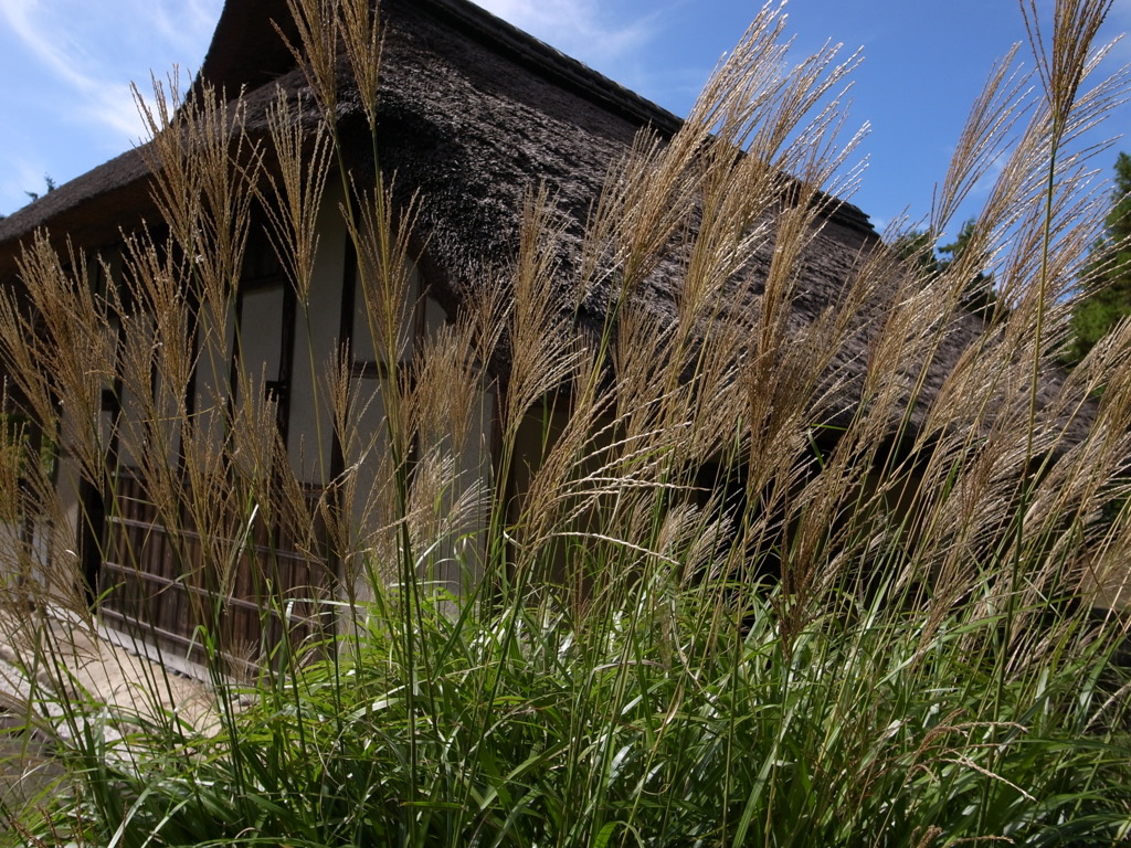 郷土民家園　ススキⅡ