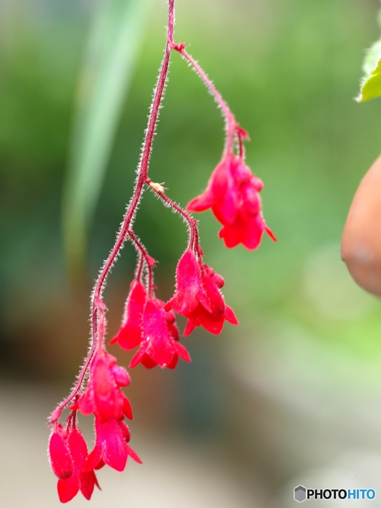 庭のヒューケラ