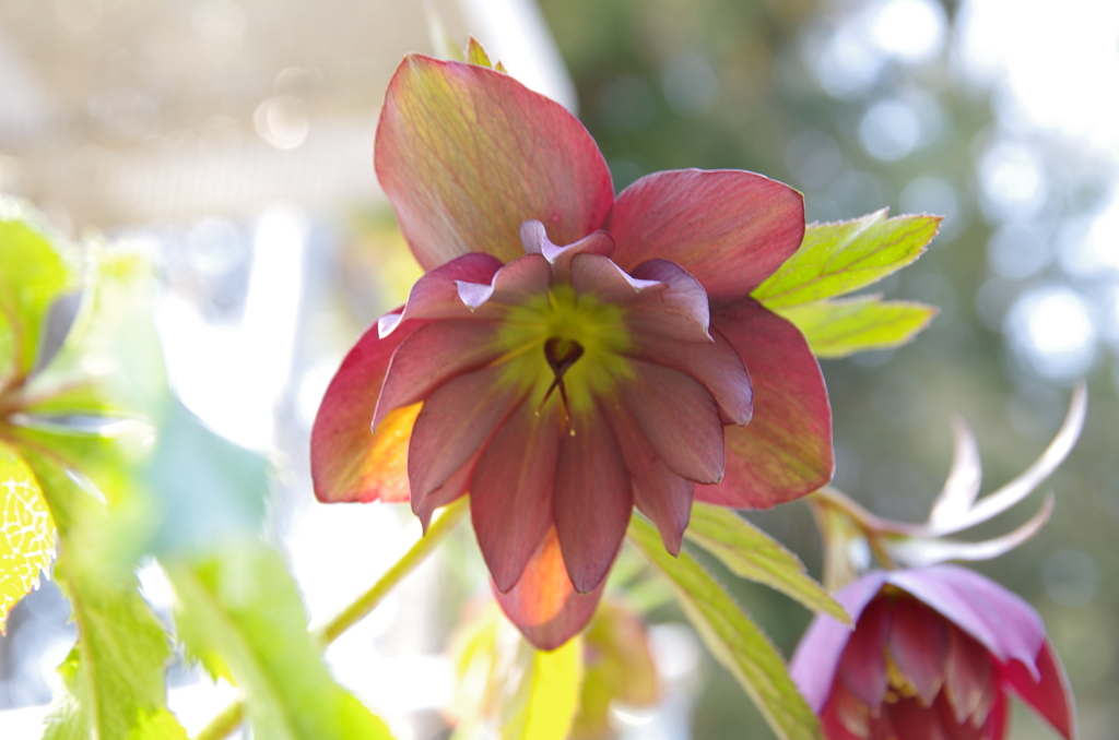 民家園　クリスマスローズ