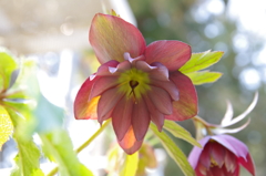 民家園　クリスマスローズ