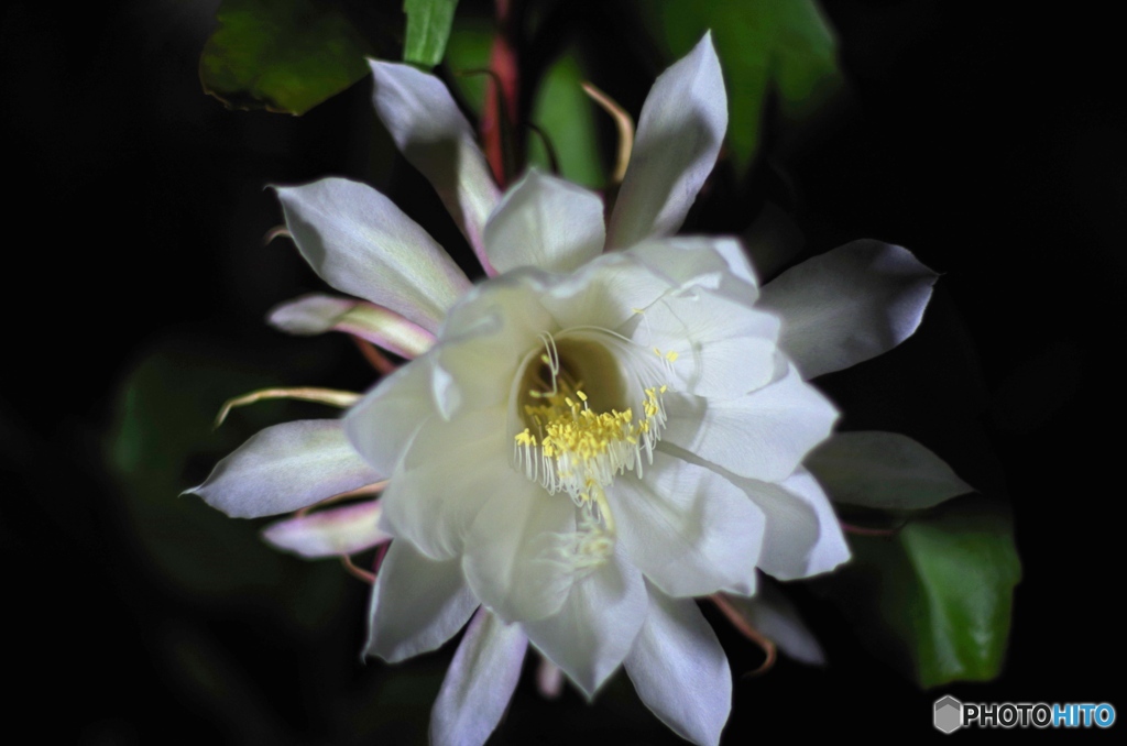 知人宅の花