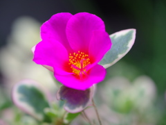 ポーチュラカリア