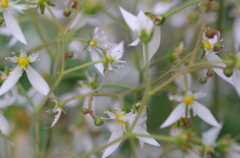 風に揺れるユキノシタ