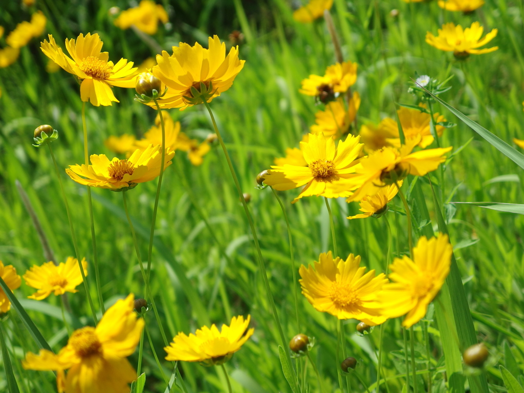 線路のキバナコスモス