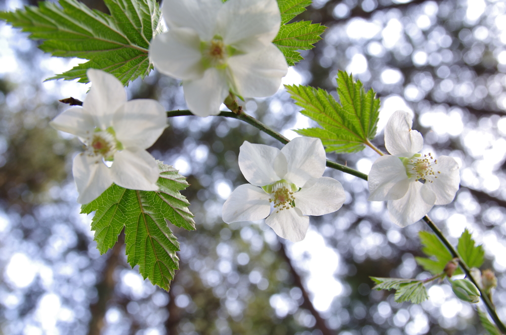 里山の花