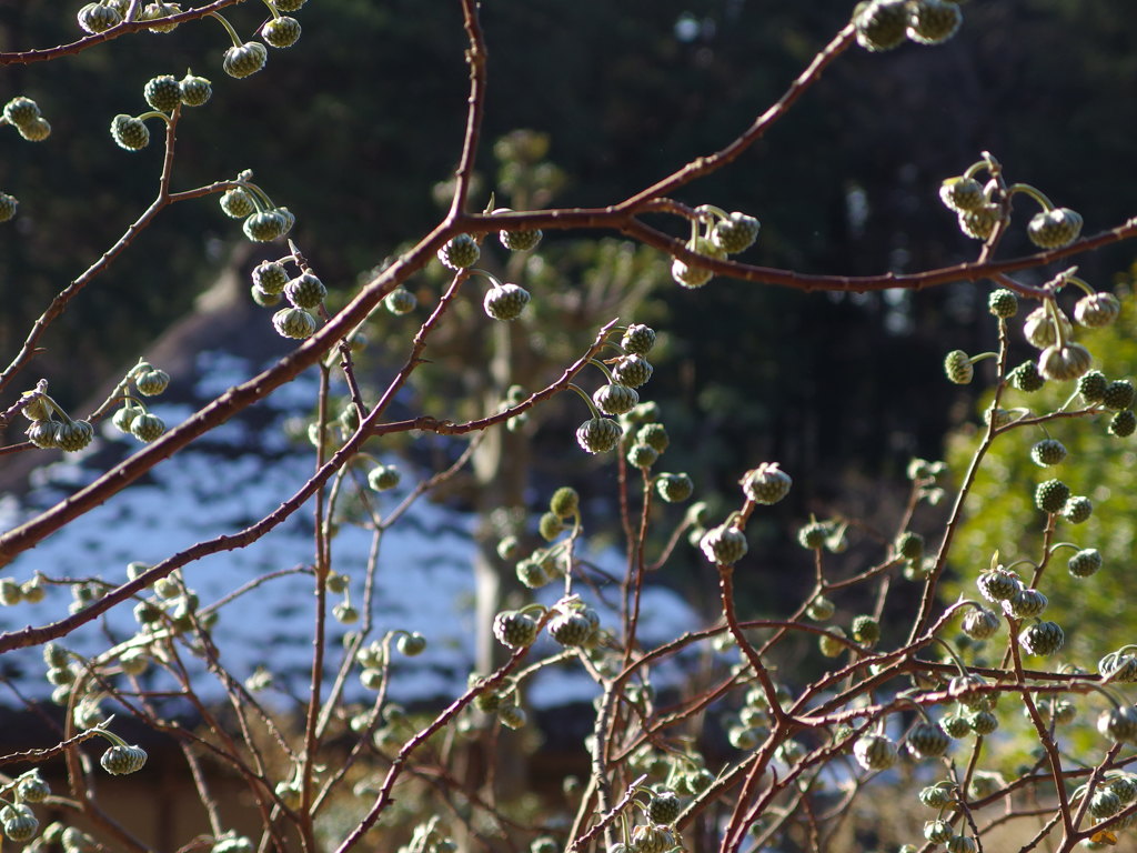 民家園　ミツマタ