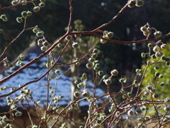 民家園　ミツマタ