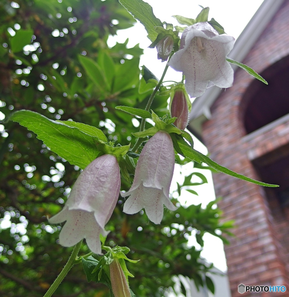 庭の花
