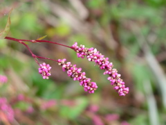 野草　アカマンマ