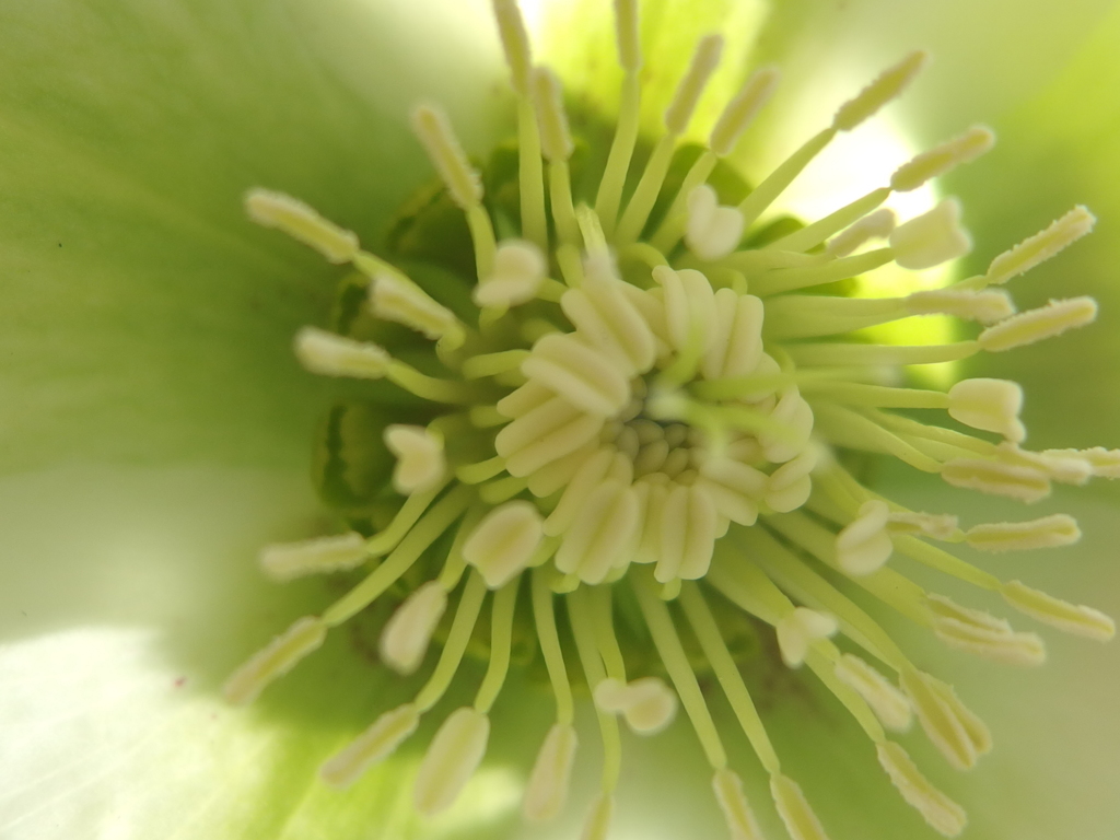 庭のクリスマスローズ