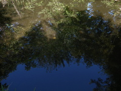 泉の森　自然観察池