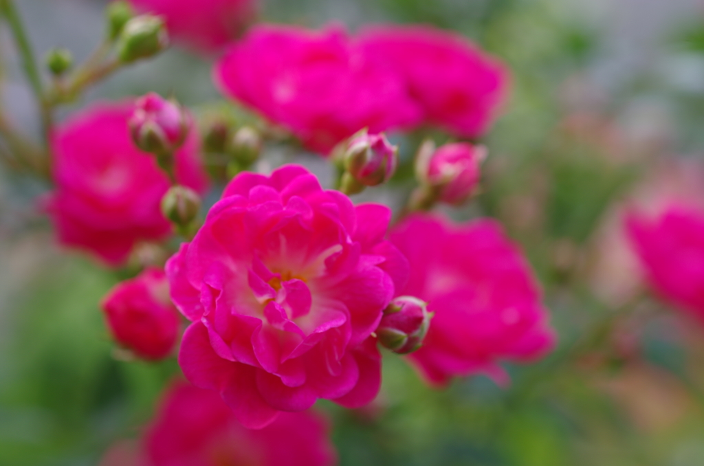 アカオローズガーデンの花