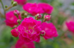 アカオローズガーデンの花