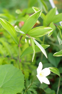 アマドコロと一輪草