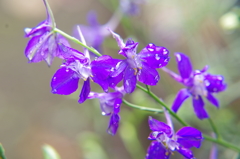 庭の花