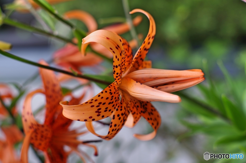 庭の花