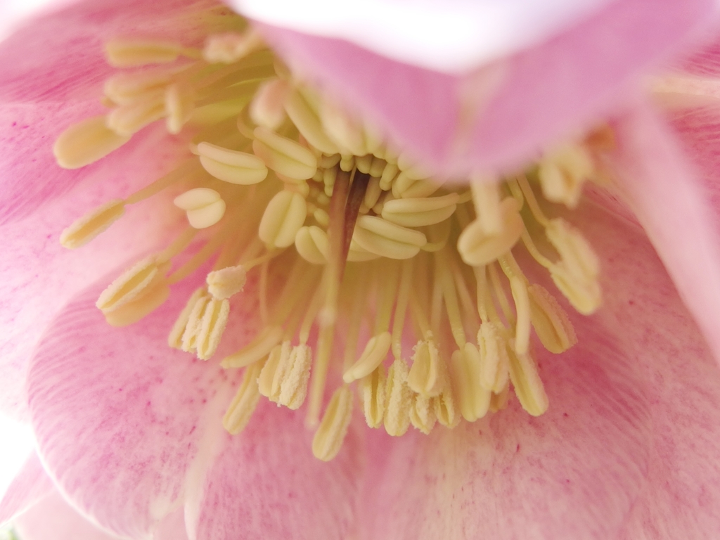 庭のクリスマスローズ