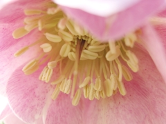 庭のクリスマスローズ