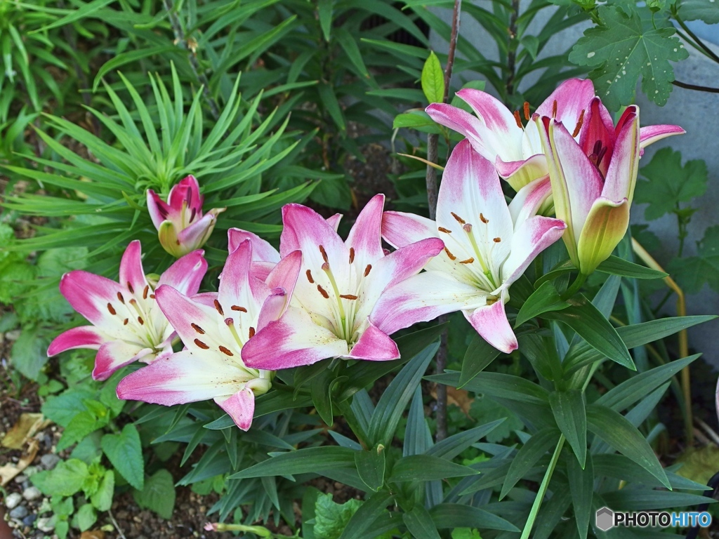 庭の花