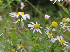 泉の森